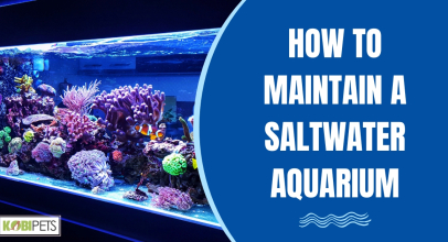 How to Maintain a Saltwater Aquarium