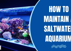 How to Maintain a Saltwater Aquarium
