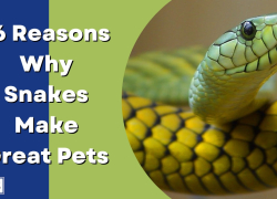 16 Reasons Why Snakes Make Great Pets