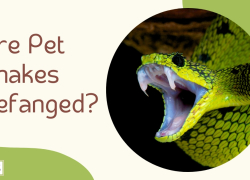 Are Pet Snakes Defanged?
