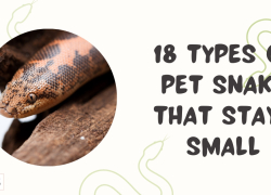 18 Types of Pet Snake That Stays Small