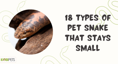 18 Types of Pet Snake That Stays Small