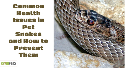 Common Health Issues in Pet Snakes and How to Prevent Them