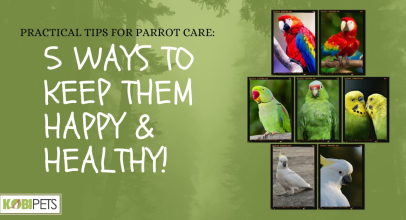 Practical Tips for Parrot Care. 5 Ways to Keep Them Happy & Healthy!