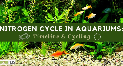 Nitrogen Cycle in Aquariums: Timeline & Cycling