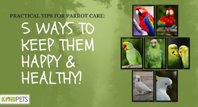 Practical Tips for Parrot Care. 5 Ways to Keep Them Happy & Healthy!