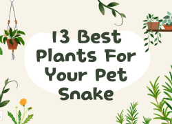 13 Best Plants For Your Pet Snake