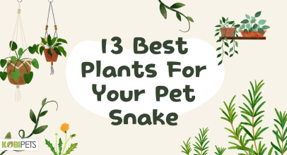 13 Best Plants For Your Pet Snake