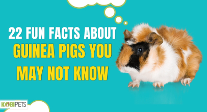 22 Fun Facts About Guinea Pigs You May Not Know