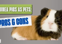 Guinea Pigs as Pets: Pros & Cons