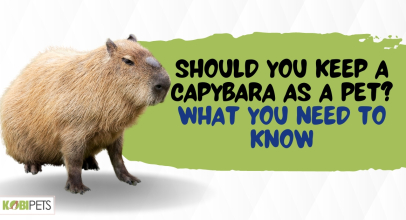 Should You Keep a Capybara as a Pet? What You Need To Know