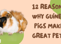 12 Reasons Why Guinea Pigs Make Great Pets