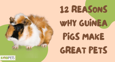 12 Reasons Why Guinea Pigs Make Great Pets