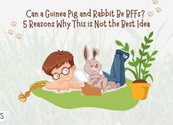 Can a Guinea Pig and Rabbit Be BFFs? 5 Reasons Why This is Not the Best Idea