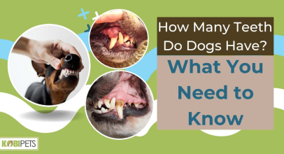 How Many Teeth Do Dogs Have? What You Need to Know