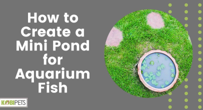 How to Create a Mini Pond for Aquarium Fish
