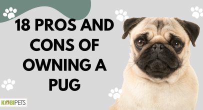 18 Pros and Cons of Owning a Pug