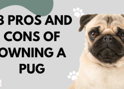 18 Pros and Cons of Owning a Pug