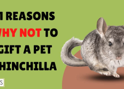 11 Reasons Why NOT to Gift a Pet Chinchilla