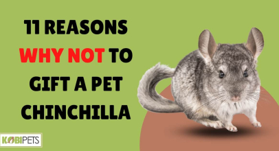 11 Reasons Why NOT to Gift a Pet Chinchilla