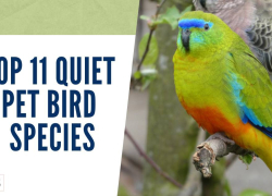 Top 11 Quiet Pet Bird Species