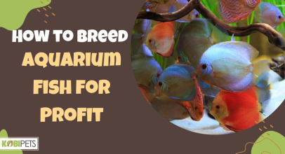 How to Breed Aquarium Fish for Profit