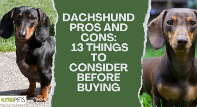 Dachshund Pros and Cons: 13 Things To Consider Before Buying