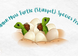 Common Musk Turtle (Stinkpot): Species Profile