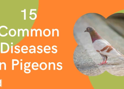 14 Common Diseases in Pigeons
