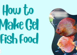 How to Make Gel Fish Food
