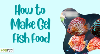 How to Make Gel Fish Food