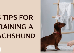13 Tips For Training a Dachshund
