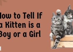 How to Tell If a Kitten is a Boy or a Girl