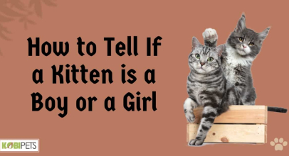 How to Tell If a Kitten is a Boy or a Girl