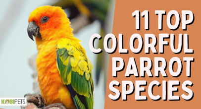 11 Top Colorful Parrot Species