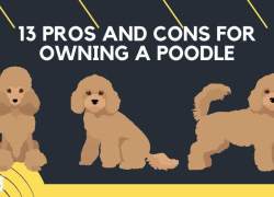 13 Pros And Cons for Owning A Poodle
