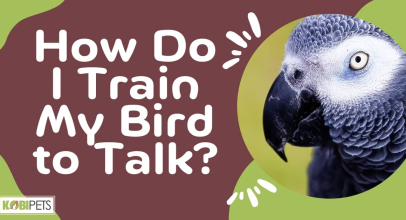 How Do I Train My Bird to Talk?