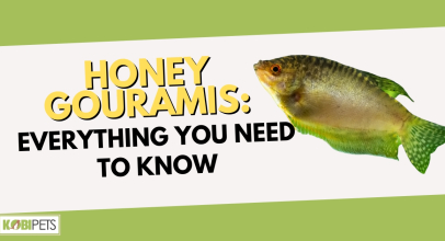 Honey Gouramis: Everything You Need To Know