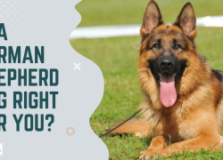 Is a German Shepherd Dog Right for You?