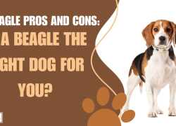 10 Beagle Pros And Cons: Is A Beagle The Right Dog For You