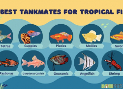 10 Best Tankmates for Tropical Fish