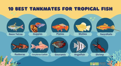 10 Best Tankmates for Tropical Fish