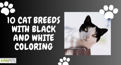 10 Cat Breeds With Black and White Coloring