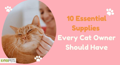 10 Essential Supplies Every Cat Owner Should Have