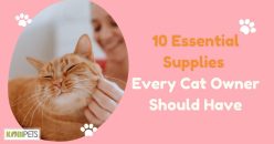 10 Essential Supplies Every Cat Owner Should Have