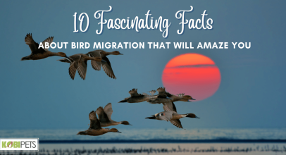 10 Fascinating Facts About Bird Migration That Will Amaze You