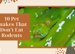 10 Pet Snakes That Don’t Eat Rodents