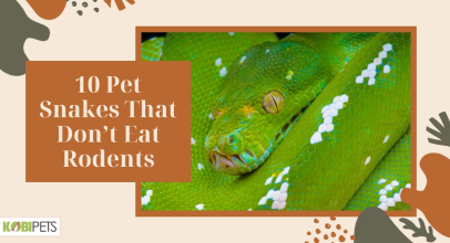 10 Pet Snakes That Don’t Eat Rodents