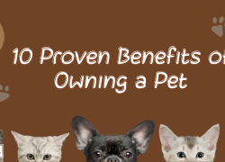 10 Proven Benefits of Owning a Pet