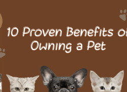 10 Proven Benefits of Owning a Pet
